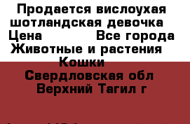 Продается вислоухая шотландская девочка › Цена ­ 8 500 - Все города Животные и растения » Кошки   . Свердловская обл.,Верхний Тагил г.